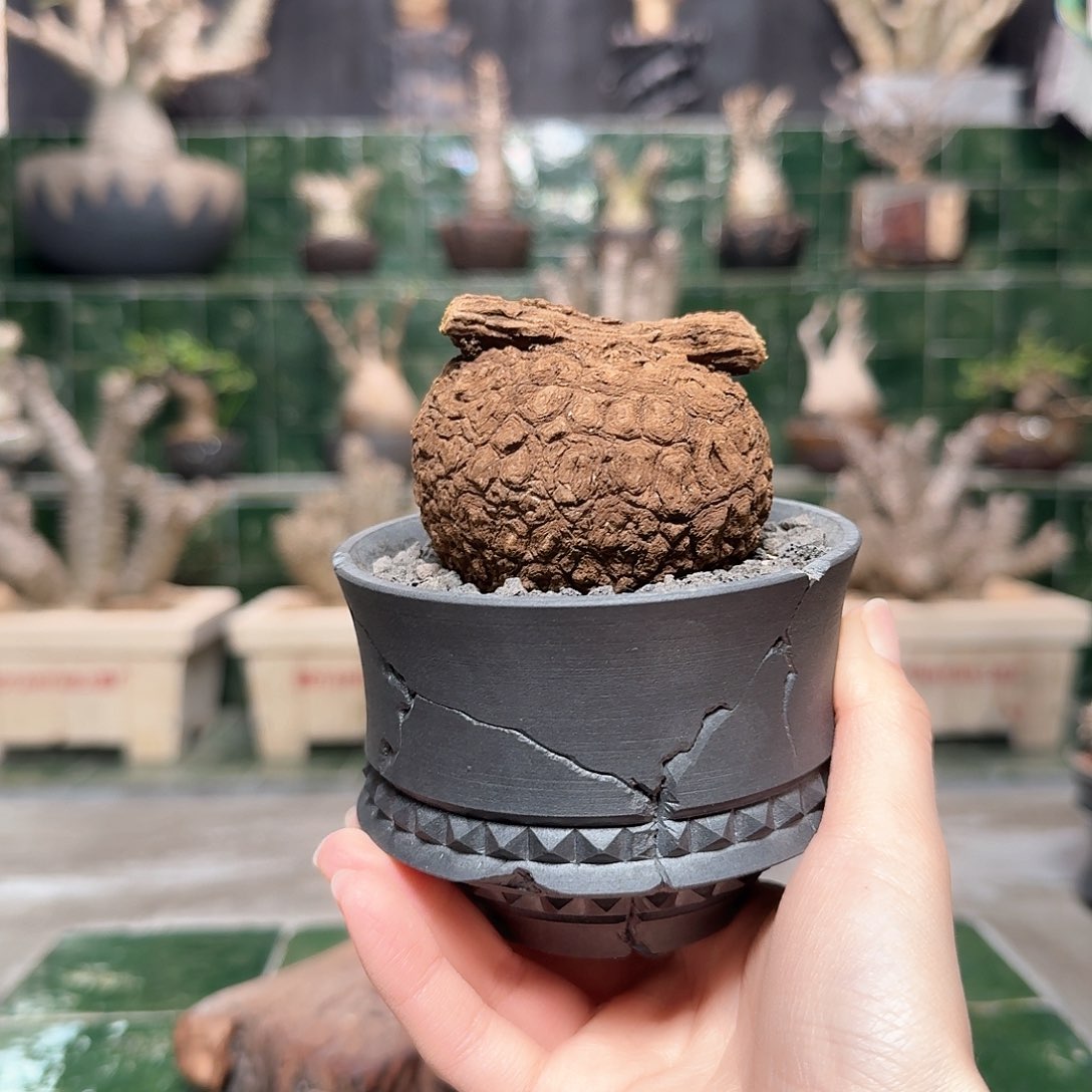 红陶小恶魔果实龙甲龟 12