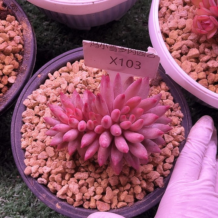 我是第一百个为妖刀应援的