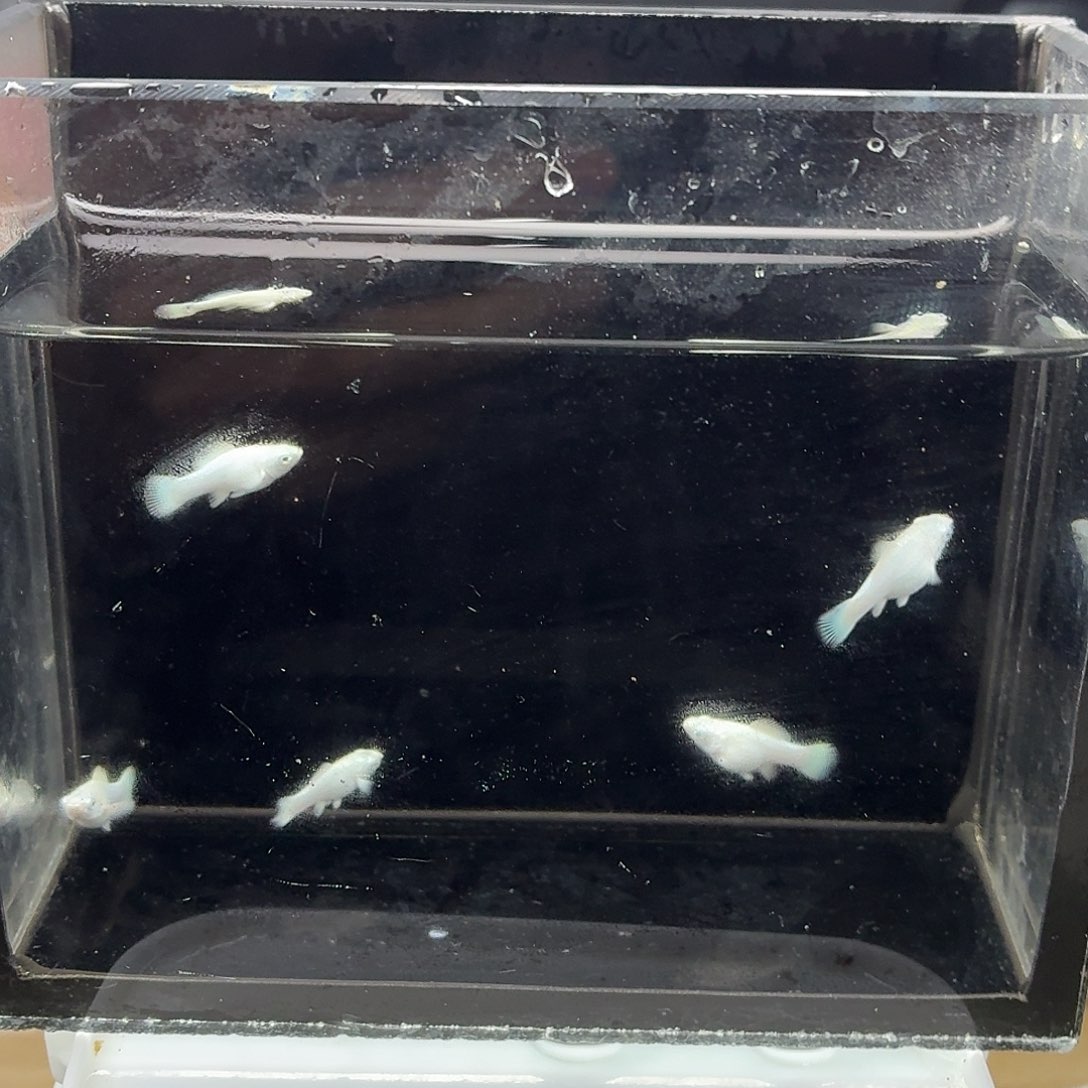 孔雀鱼瓷白玛丽五条