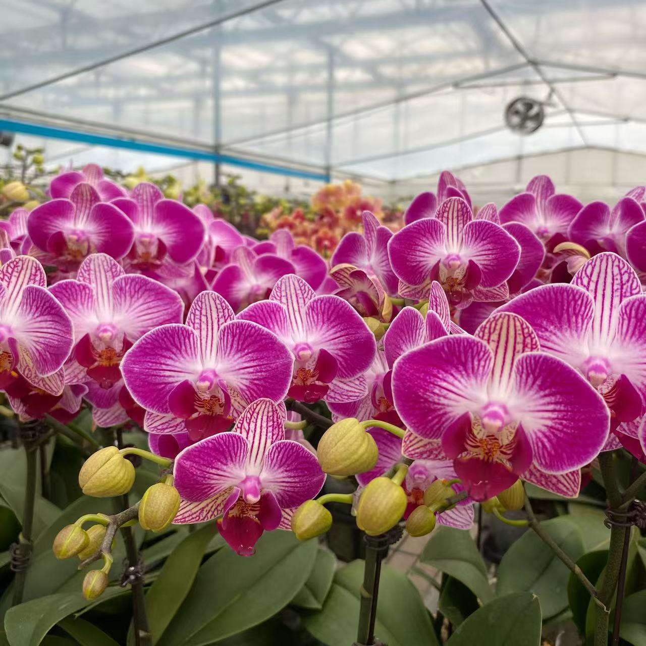 【五株组蝴蝶兰盆景】北京基地直发折枝掉花赔付5元