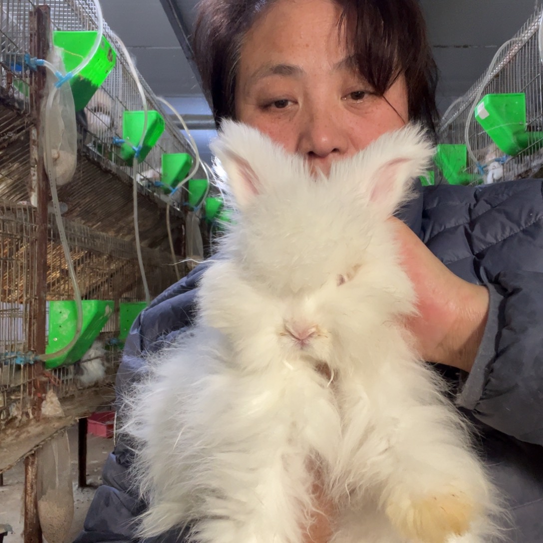 双血统英系安哥拉兔