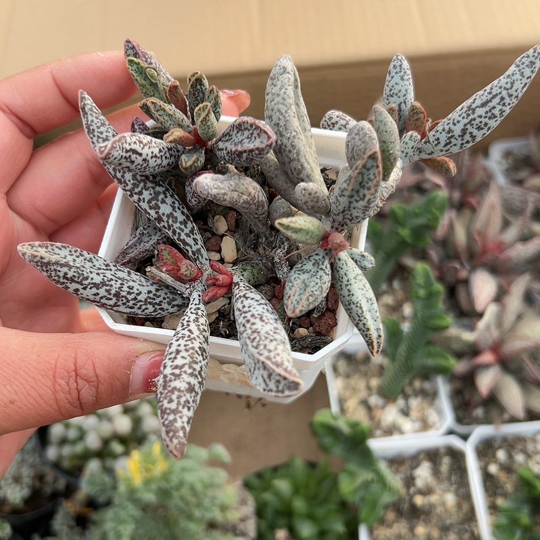 容***容多肉植物多肉植物