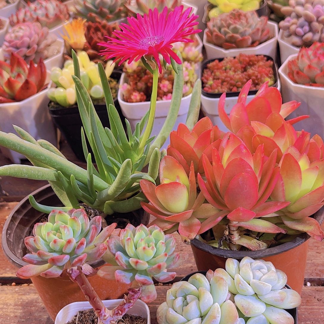 奔龙➕蓝苹果多➕冰玉多头➕万花筒