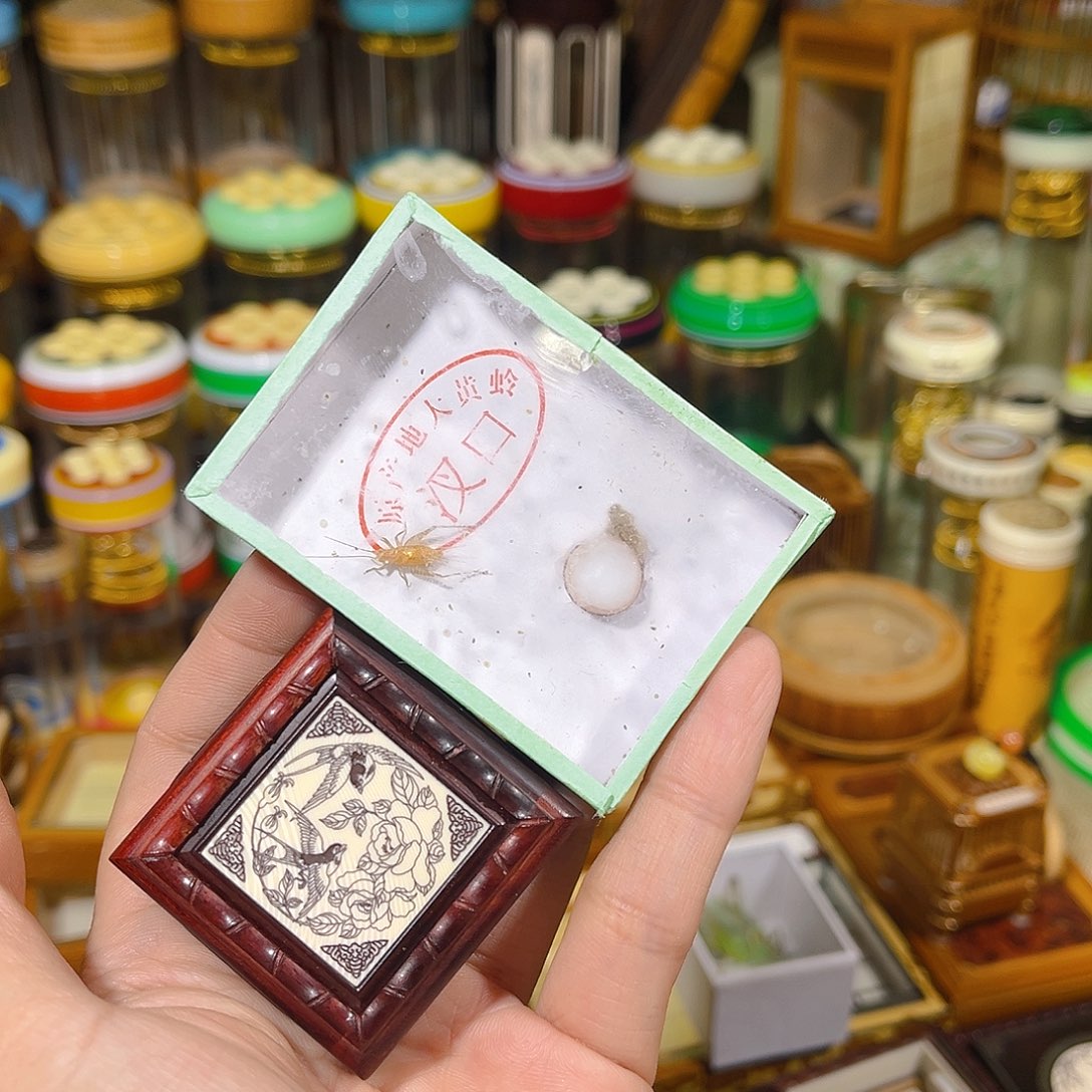 蟋蟀拇指黄蛉盒+通货大黄蛉