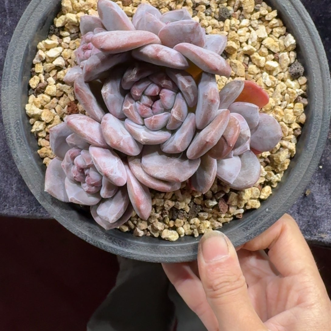 星影5头无砍一物一拍