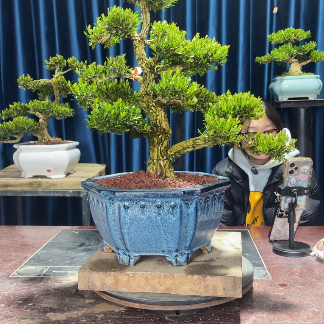 四季常青老桩黄杨盆景