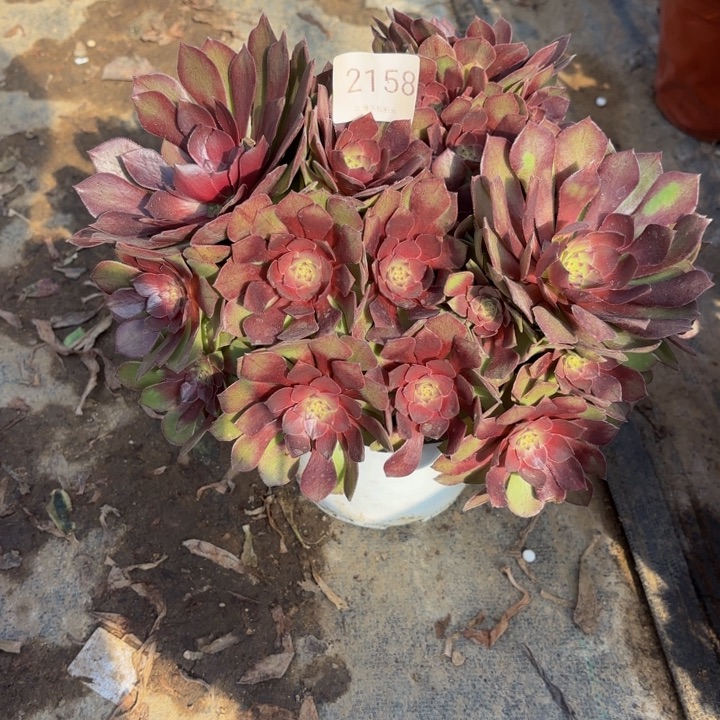 桃花石多肉处理不包断头2158