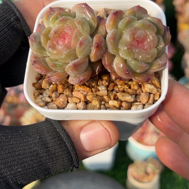一物一拍，年后发货