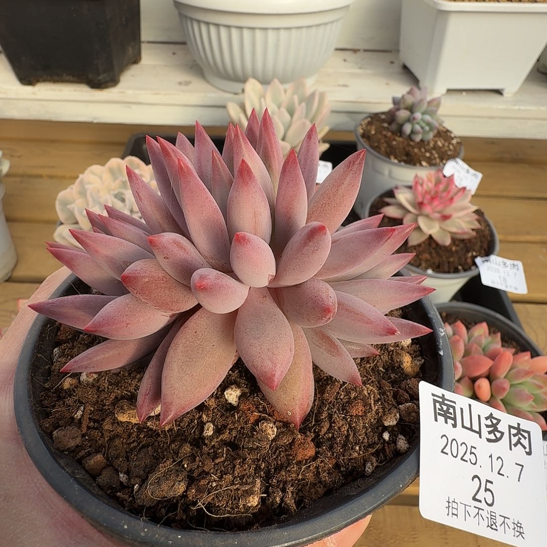 虞美人11111127-25