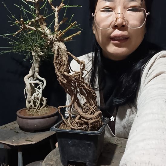 笑***狼完全开放三台迎春花