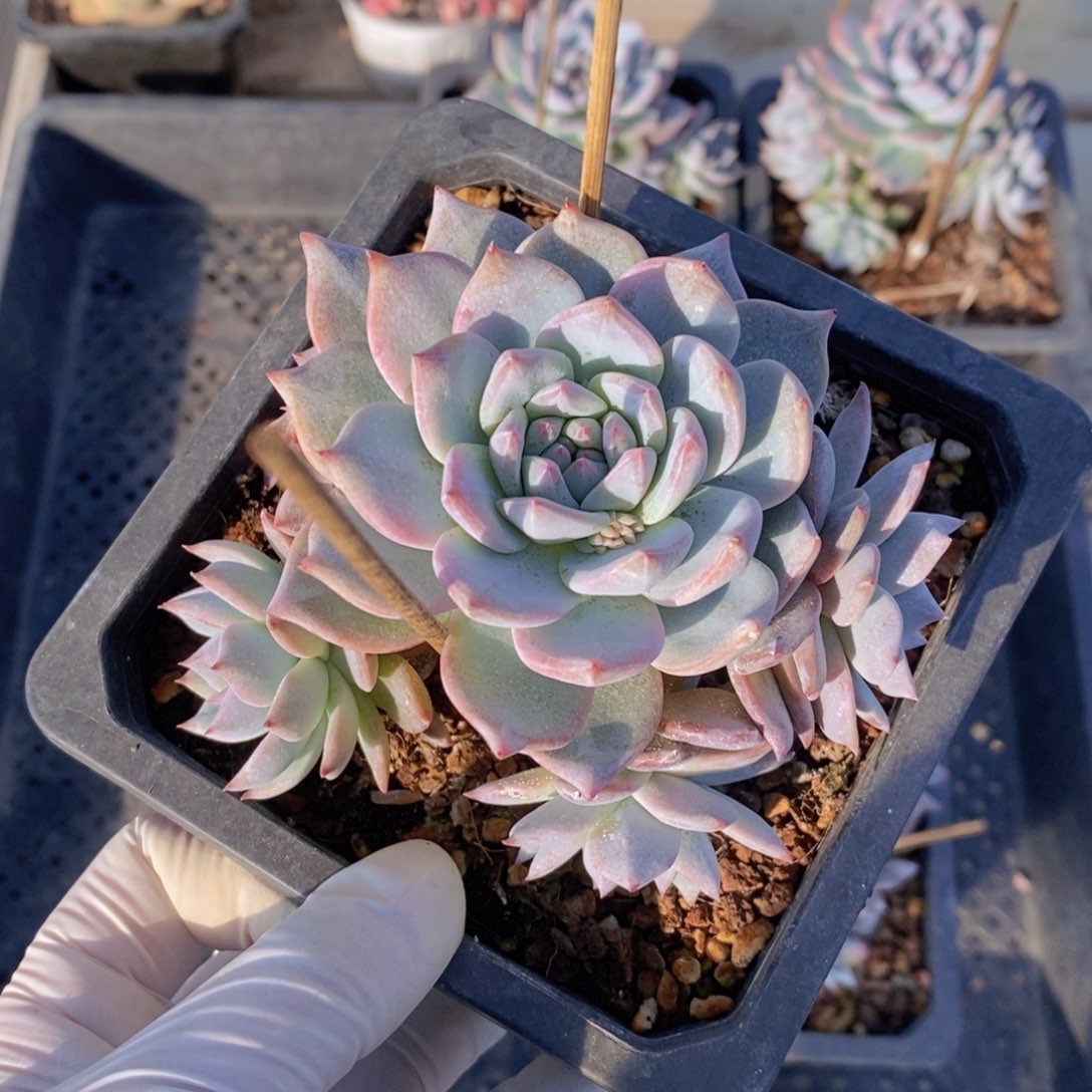 粉蓝鸟群生手捧花7头1111111