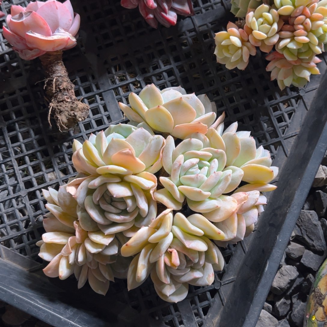 康莫111111111111111