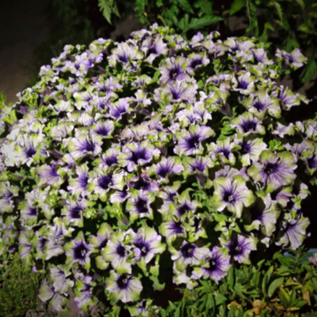 【三号组合矮牵牛】拍三发四 爆花机器四季开花