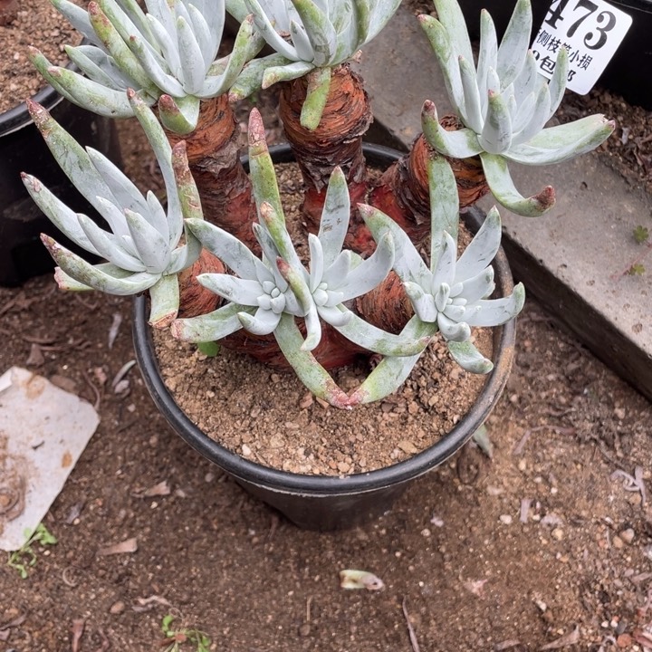 473号奥罗拉多肉植物