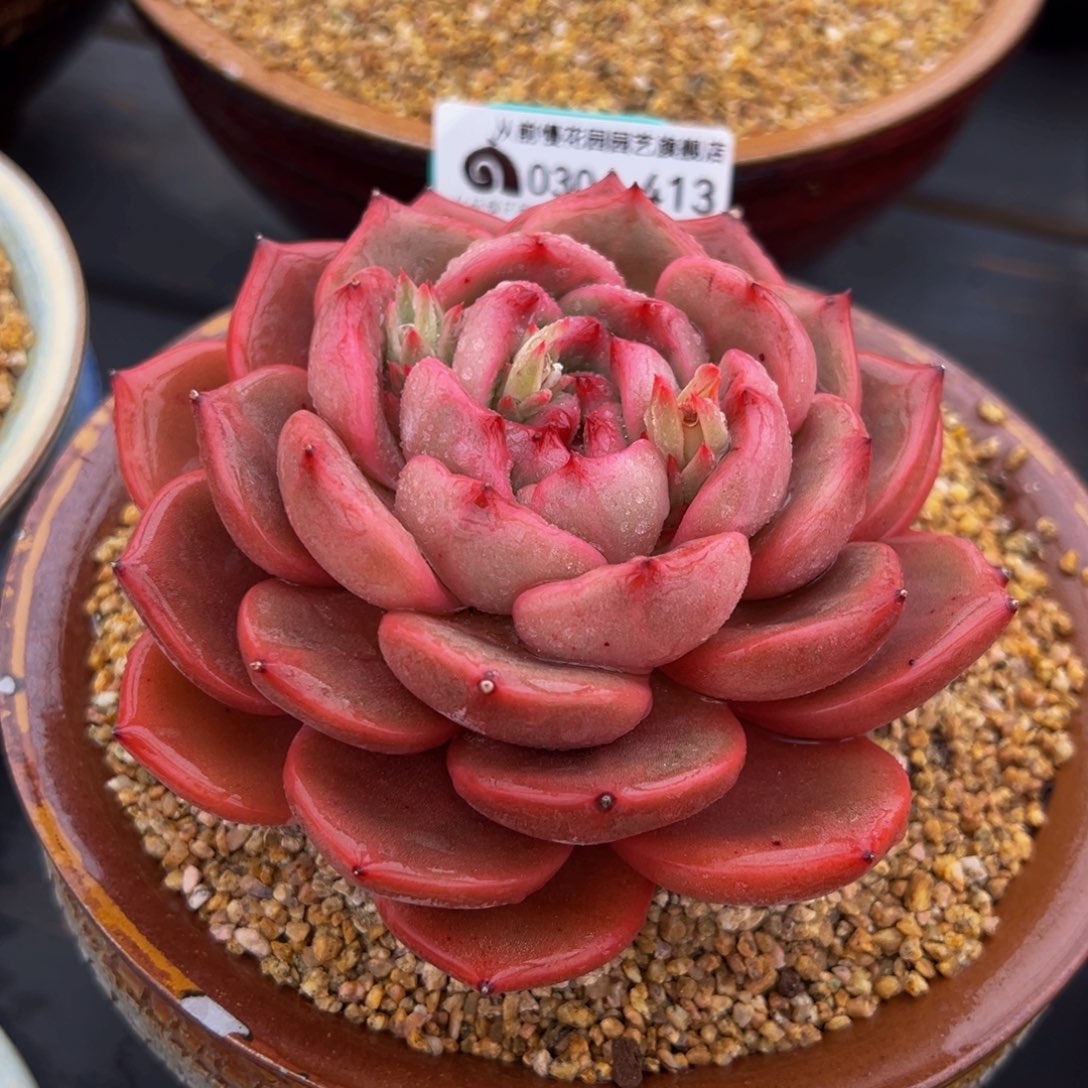 从前慢多肉精选编号0306.413