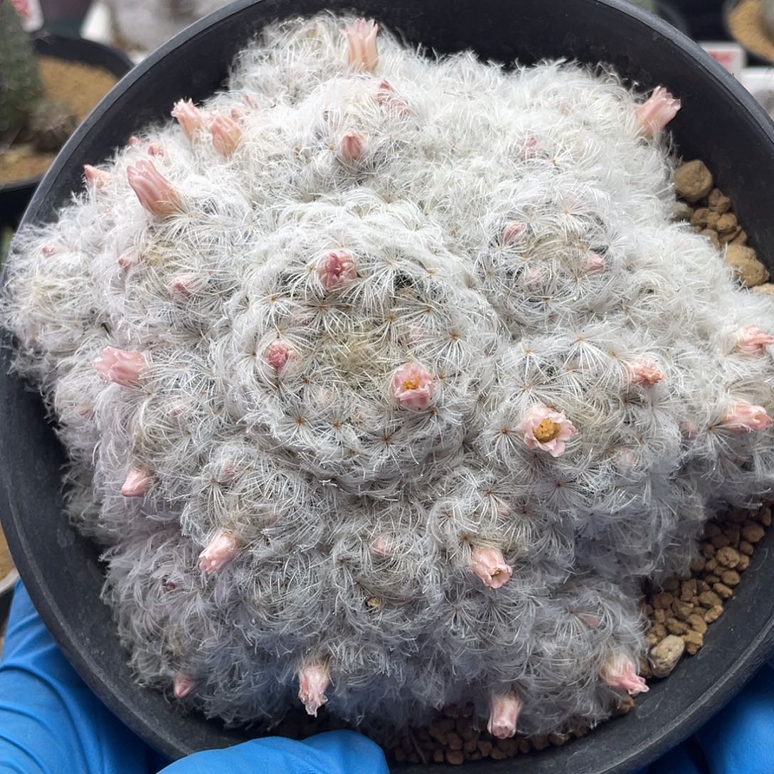 实生日系高绒羽毛佛头白星仙人球多肉