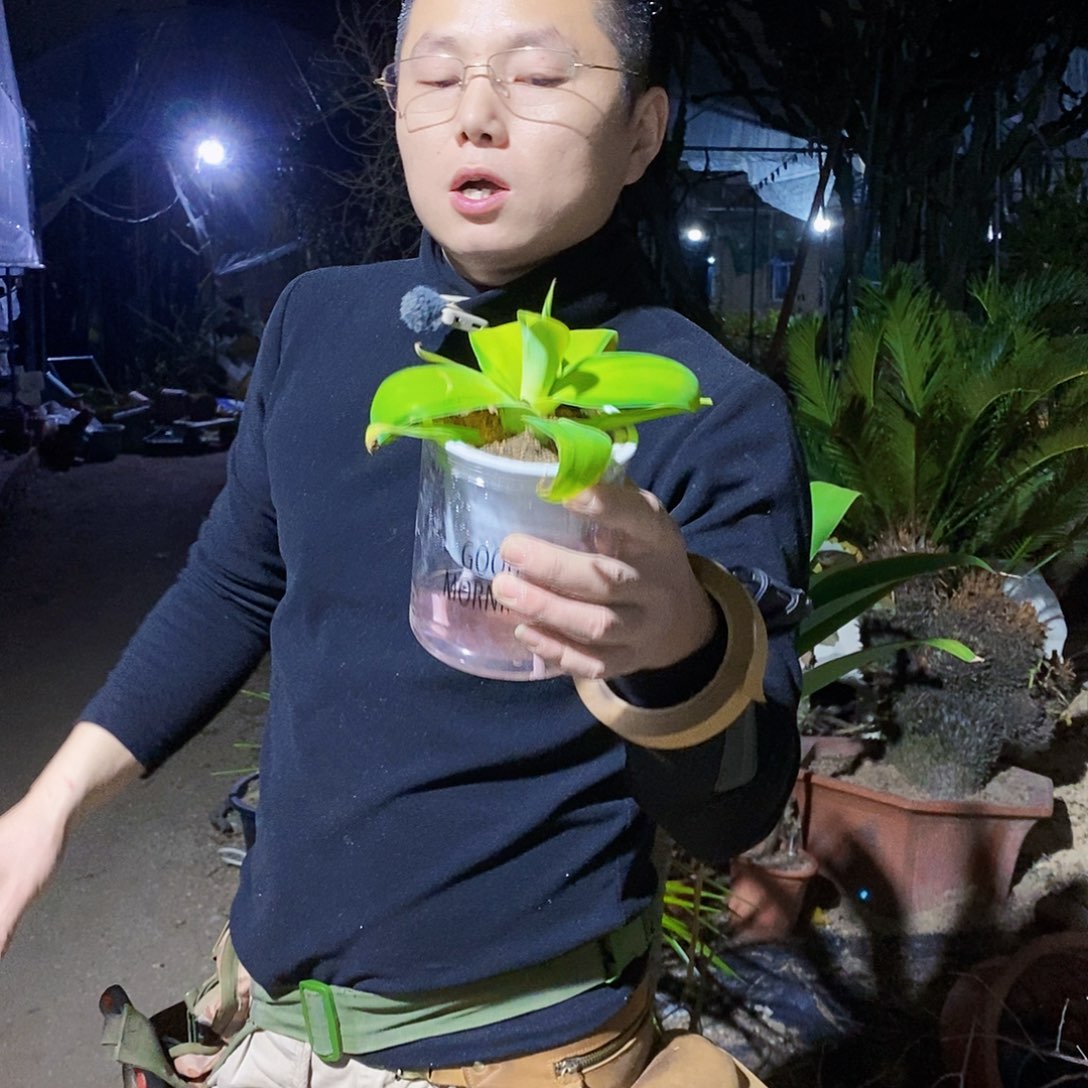 狐尾侧芽一颗11111