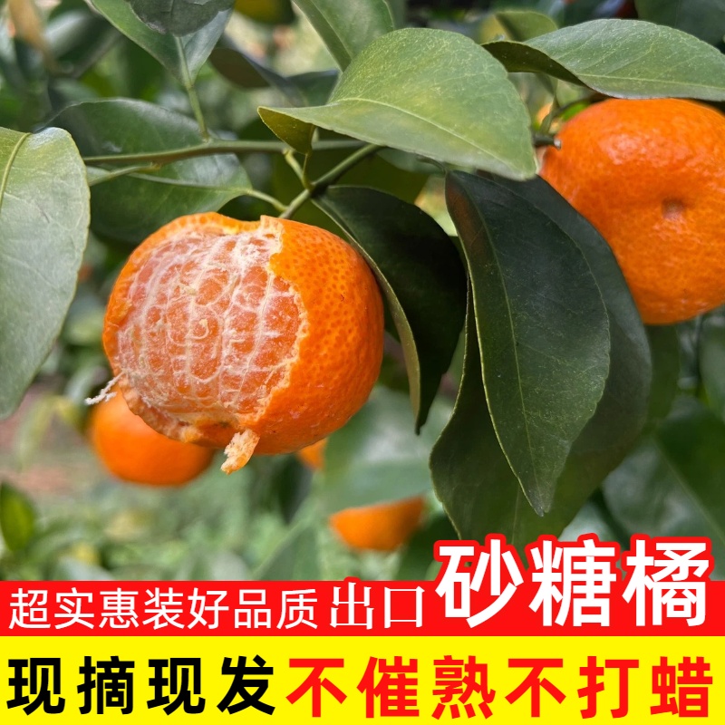 【商超品质】1正宗广西砂糖橘5斤装皮薄多汁柑橘桔子当季新鲜水果