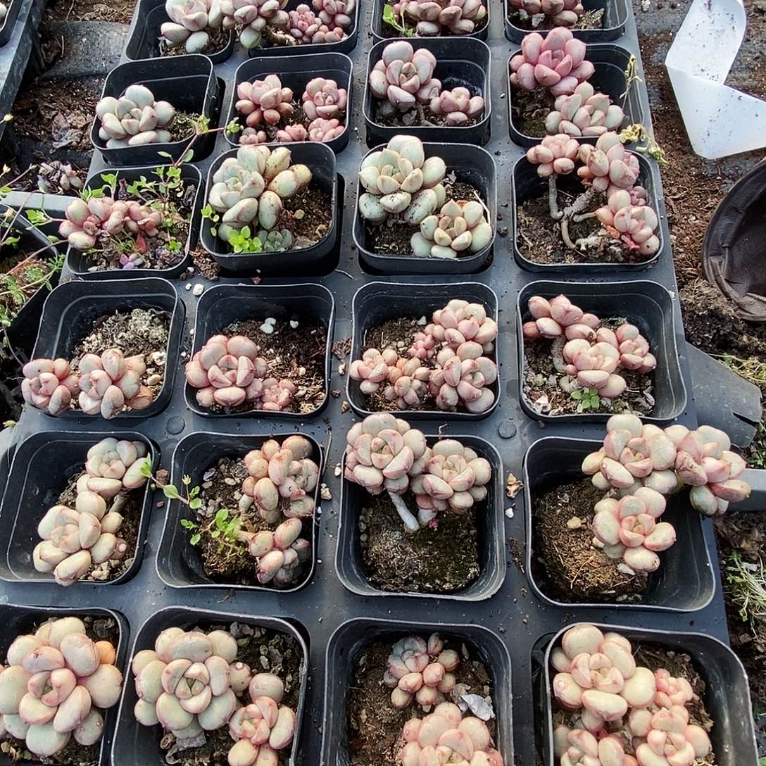 葡萄带盆量拍满9.9包邮