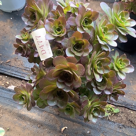 477魅金玫瑰多肉母本处理无售后