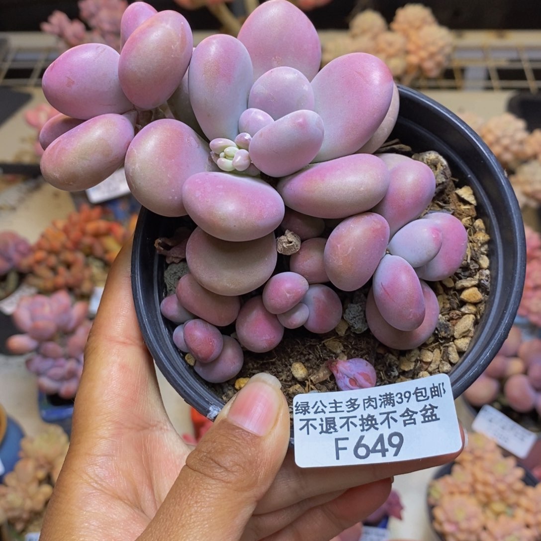 649腰子桃蛋多肉8c m