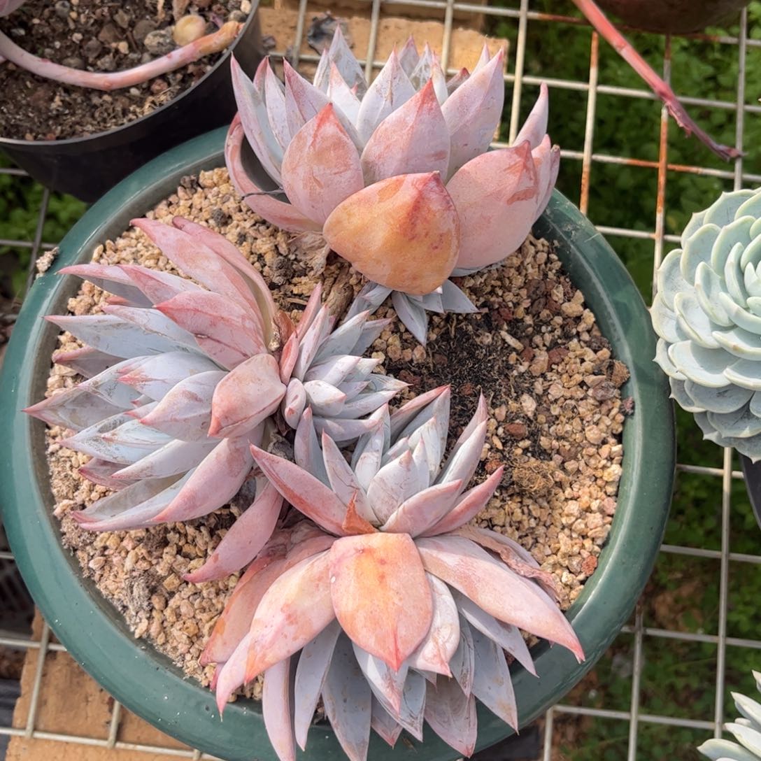 好姑娘多肉园艺，卡杂