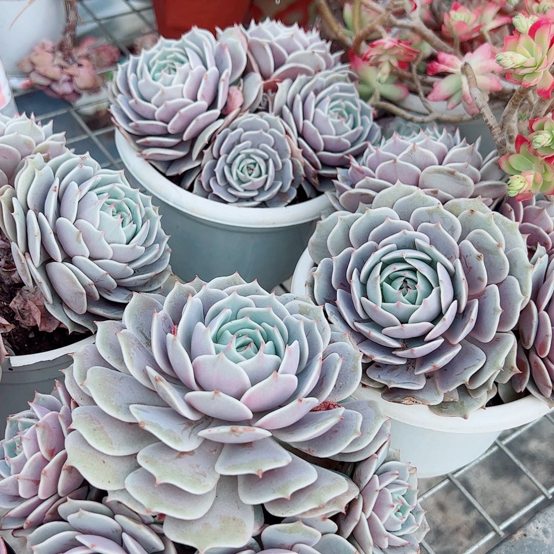 露娜莲多头群生精品特价