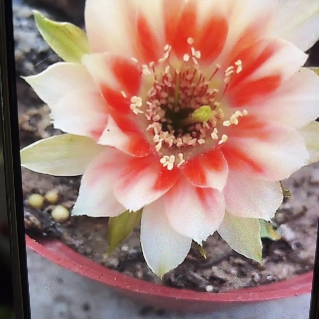 三公分丽花甜心无根侧牙