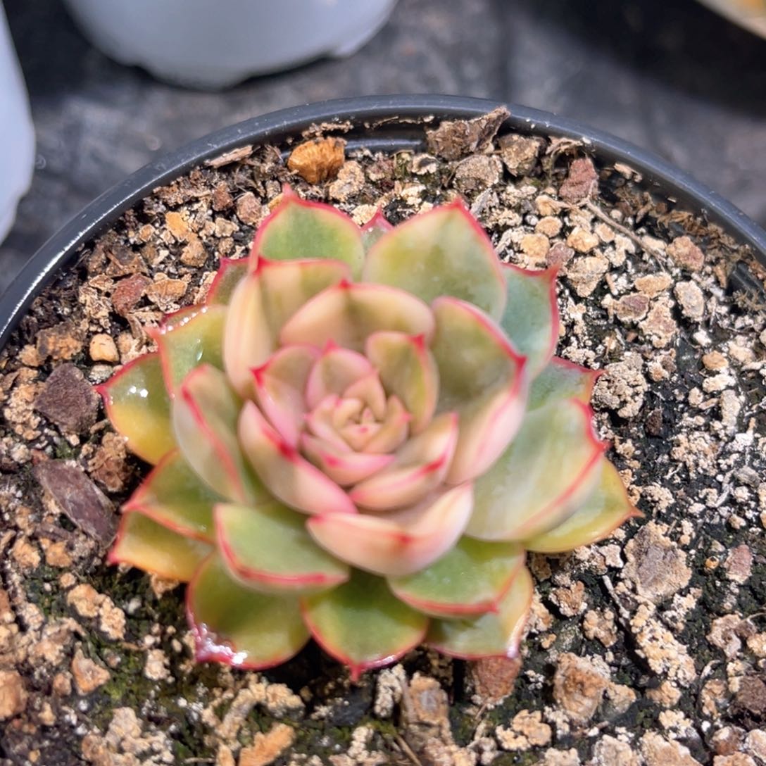 多肉特价猎户座锦