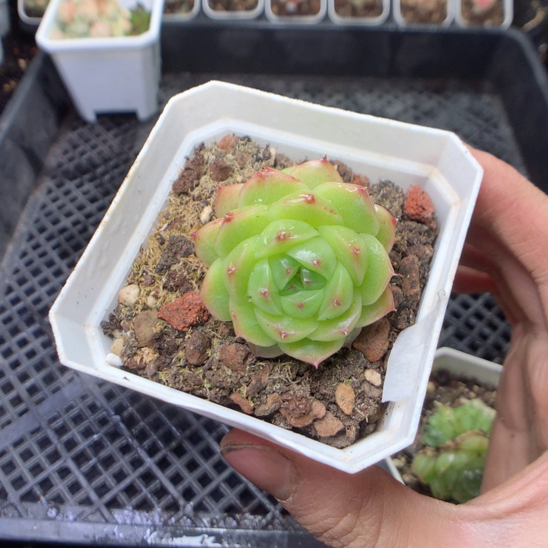 无花朵W78。yyyyyyyy