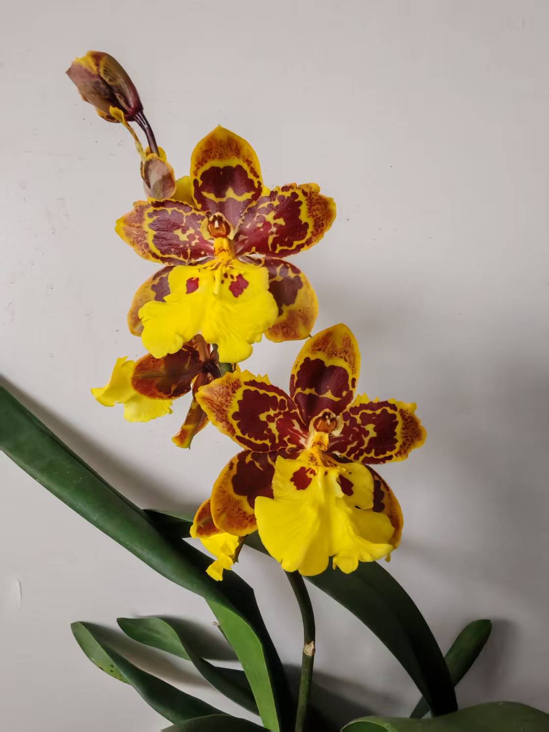 文心兰【花猫文心兰】大花型 开花漂亮 蜡质花瓣 花期长