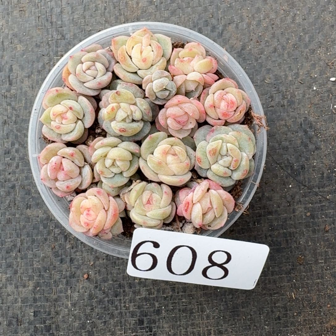 小***子多肉植物多肉植物608