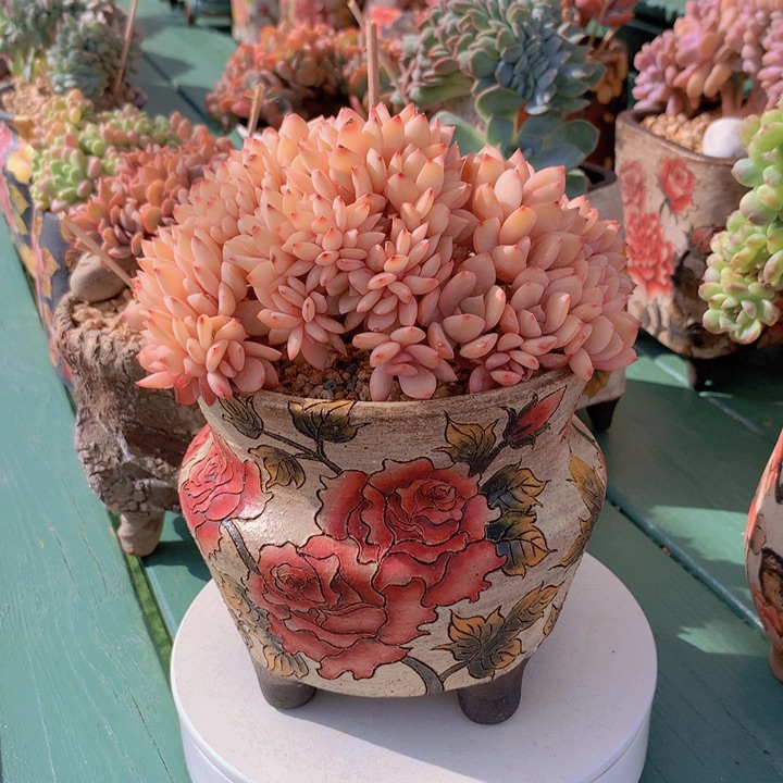 提拉米苏自然朵朵无砍