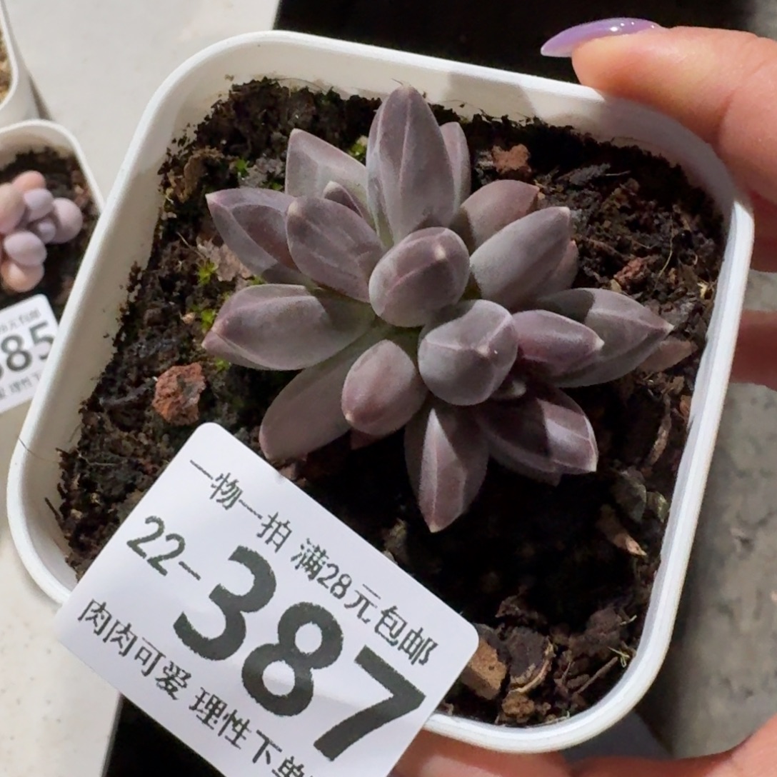 南非钻石无盆土发货