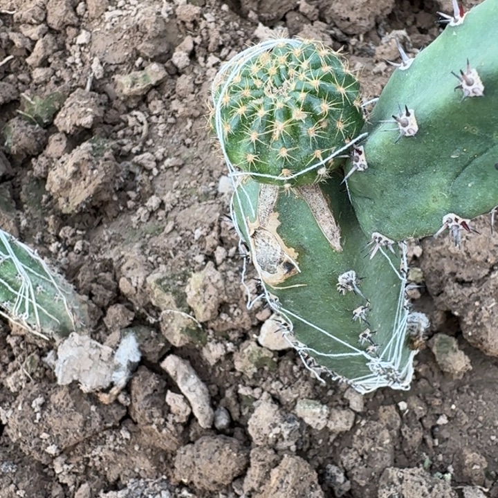 229嫁接丽花脱土发货斑伤，20包邮