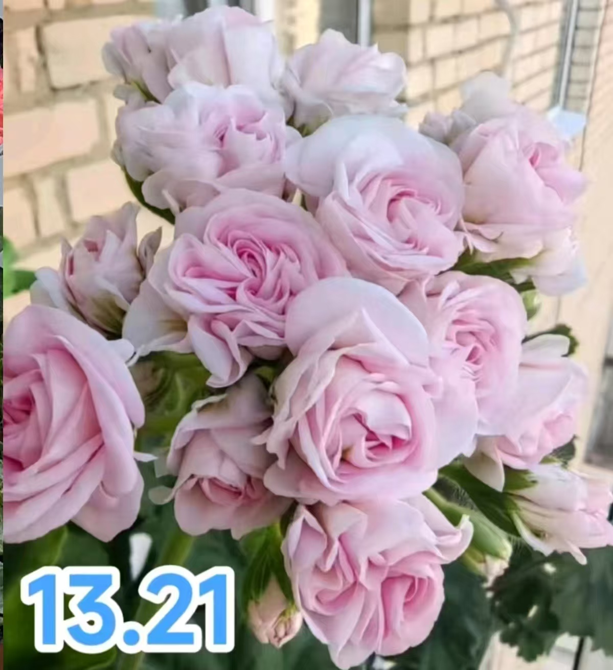 13.21～高端粉色重瓣天竺葵