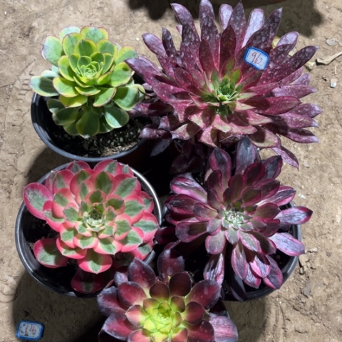 962多肉植物组合