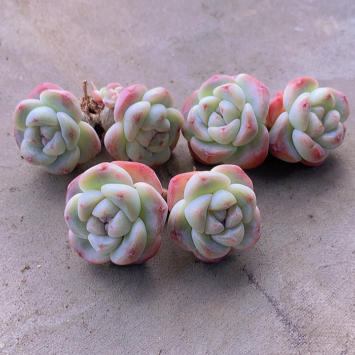 一物一拍，福利冰玉3颗粗腿双头