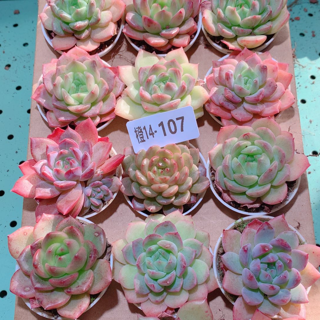14-107一物一拍多肉带盆18颗
