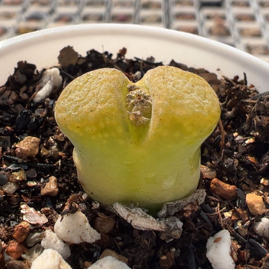 782多肉植物百科