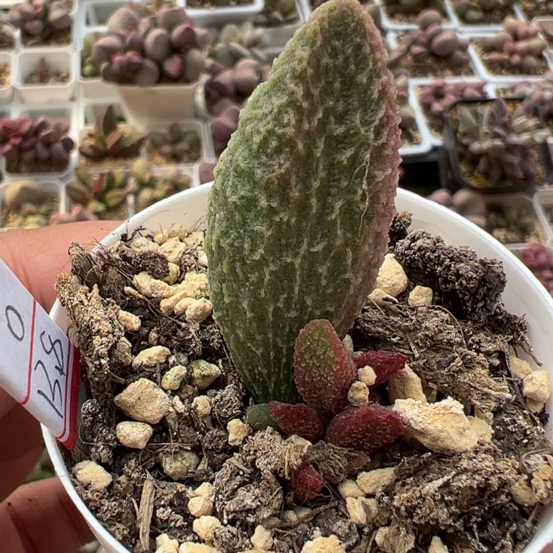 实生新品多肉植物水泡