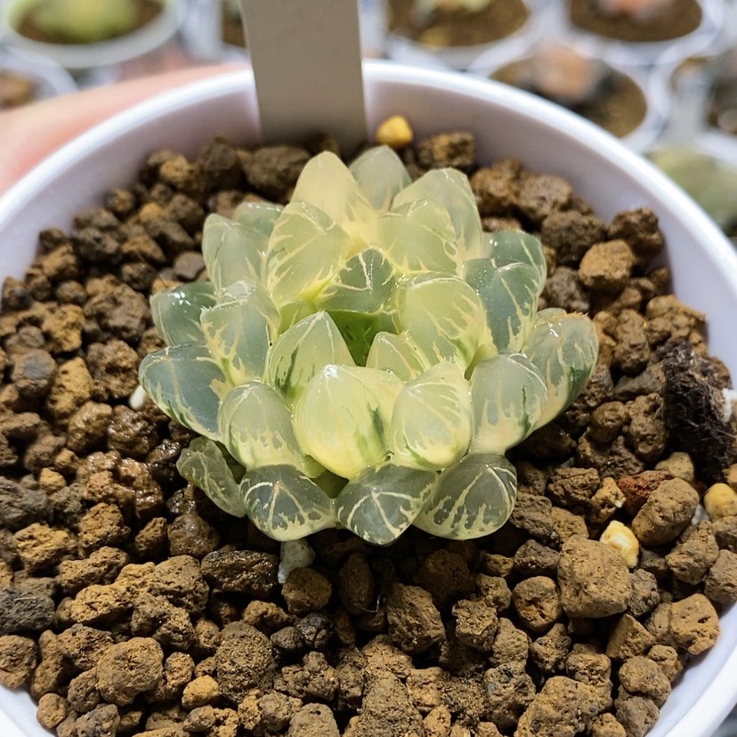 【闪购商品】111水晶实生