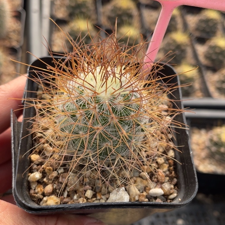 明***丢实生海泉26750000000