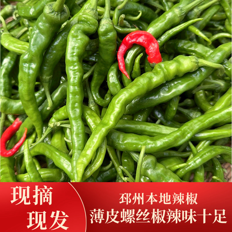 邳州本地薄皮勾椒螺丝椒皮薄特辣香辣批发现摘现发