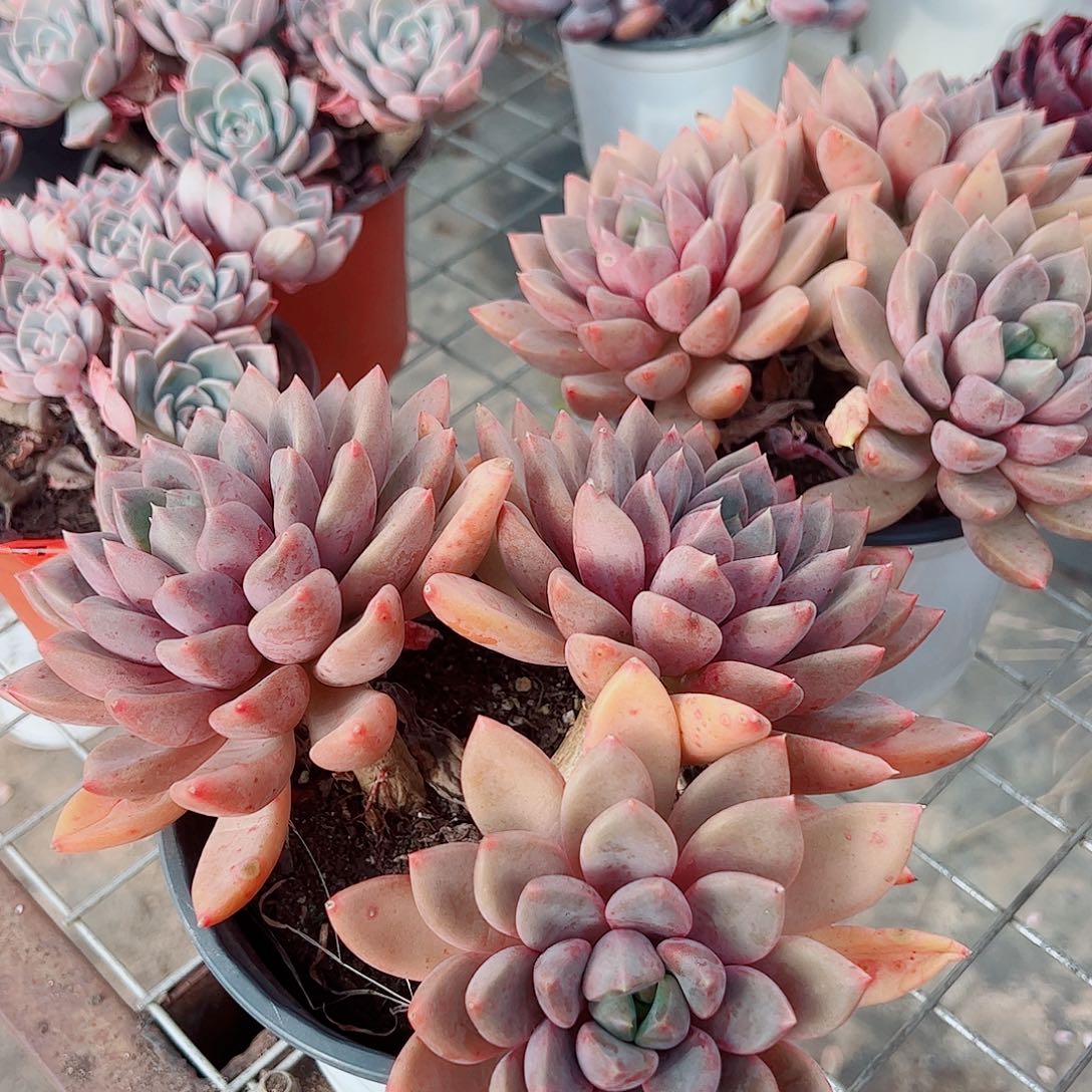 红象牙多头群生精品特价