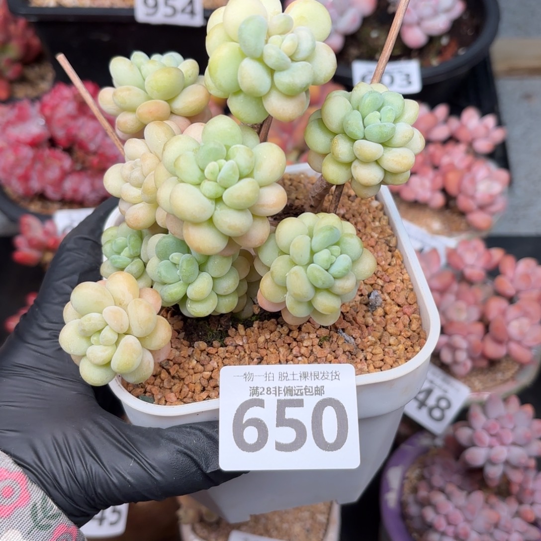 洛可可无盆土发货