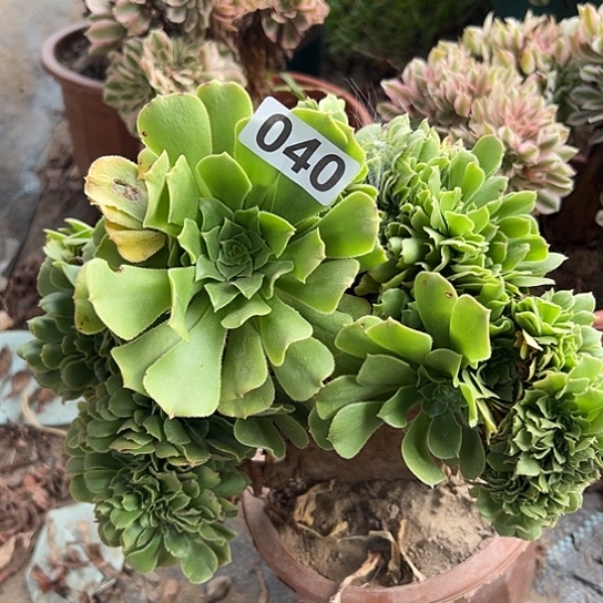 安***～多肉植物一个绿玫瑰