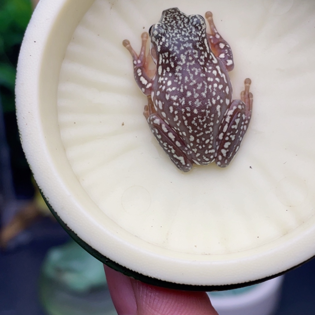 老爷树蛙3号私藏顶级暴雪