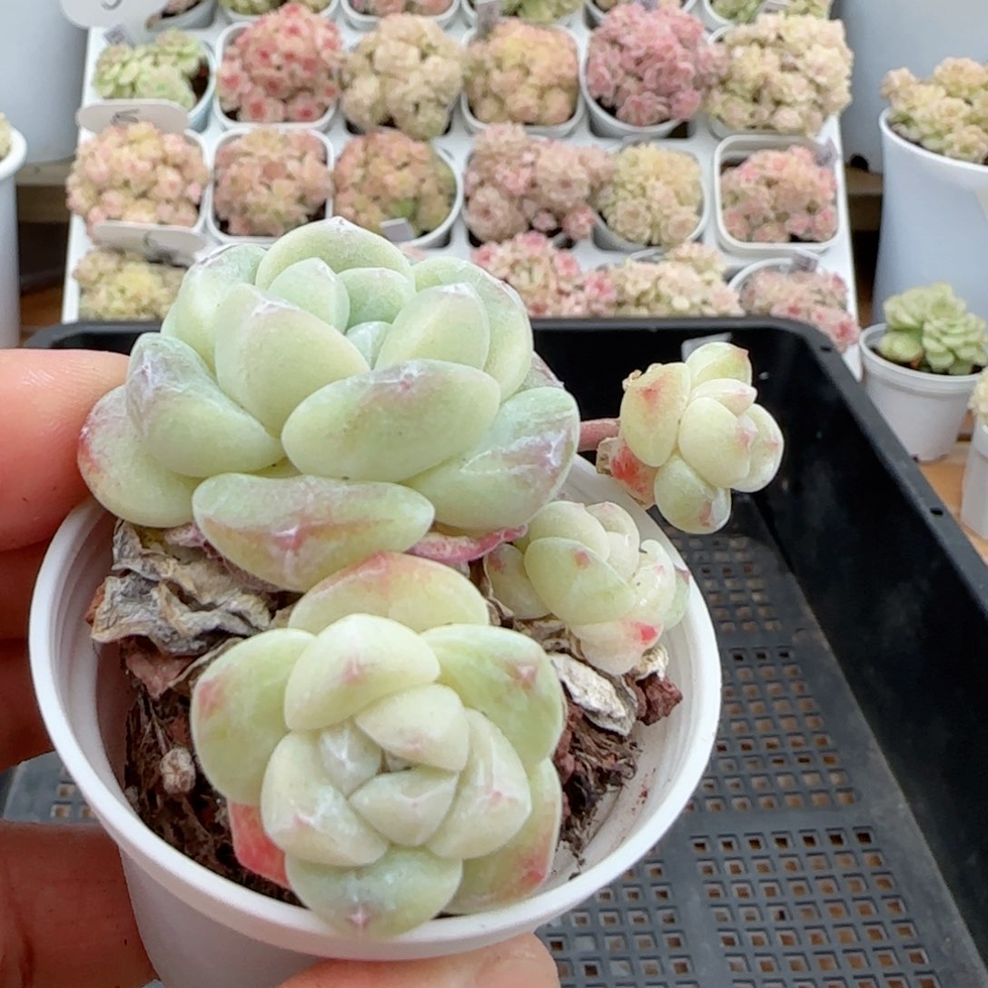 【闪购商品】0204-29