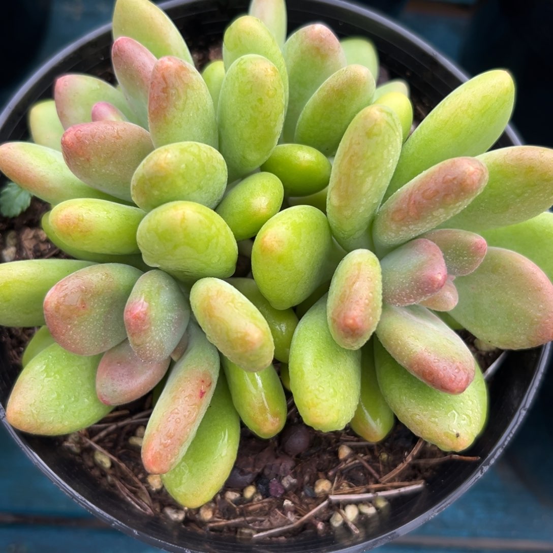 从前慢花园多肉编号1203-三头芒果奶